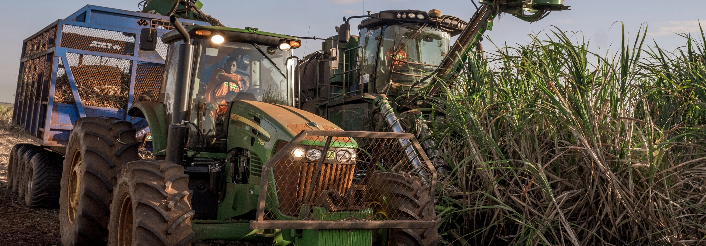 Harvesting the sugarcane to make ethanol