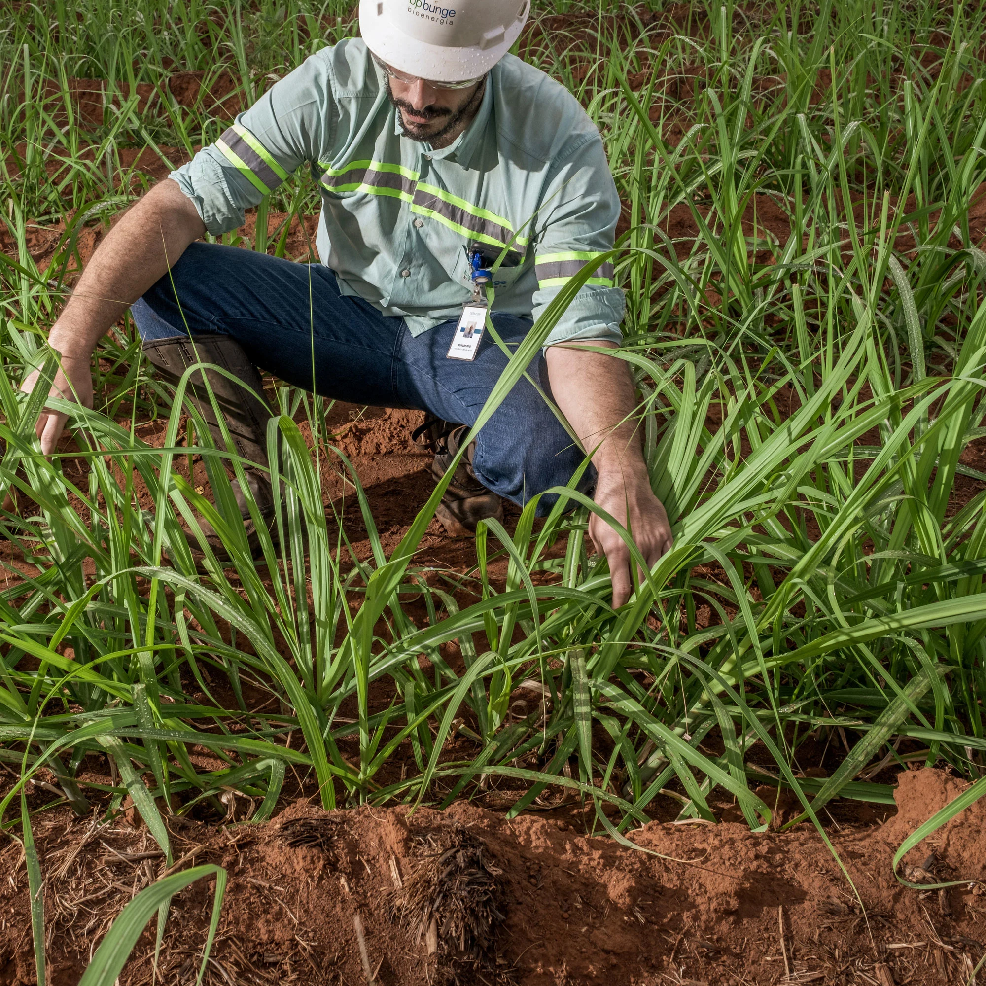 A sugarcane field at bp Bunge biofuels in Brazil